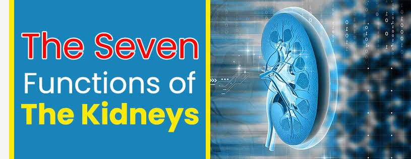 seven kidney function a human
