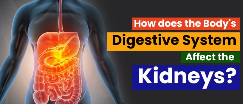 digestive-effect-kidneys