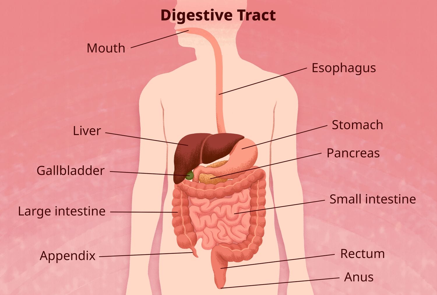 digestive-tract