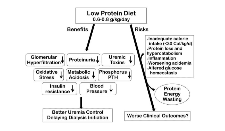 low-protein-diet