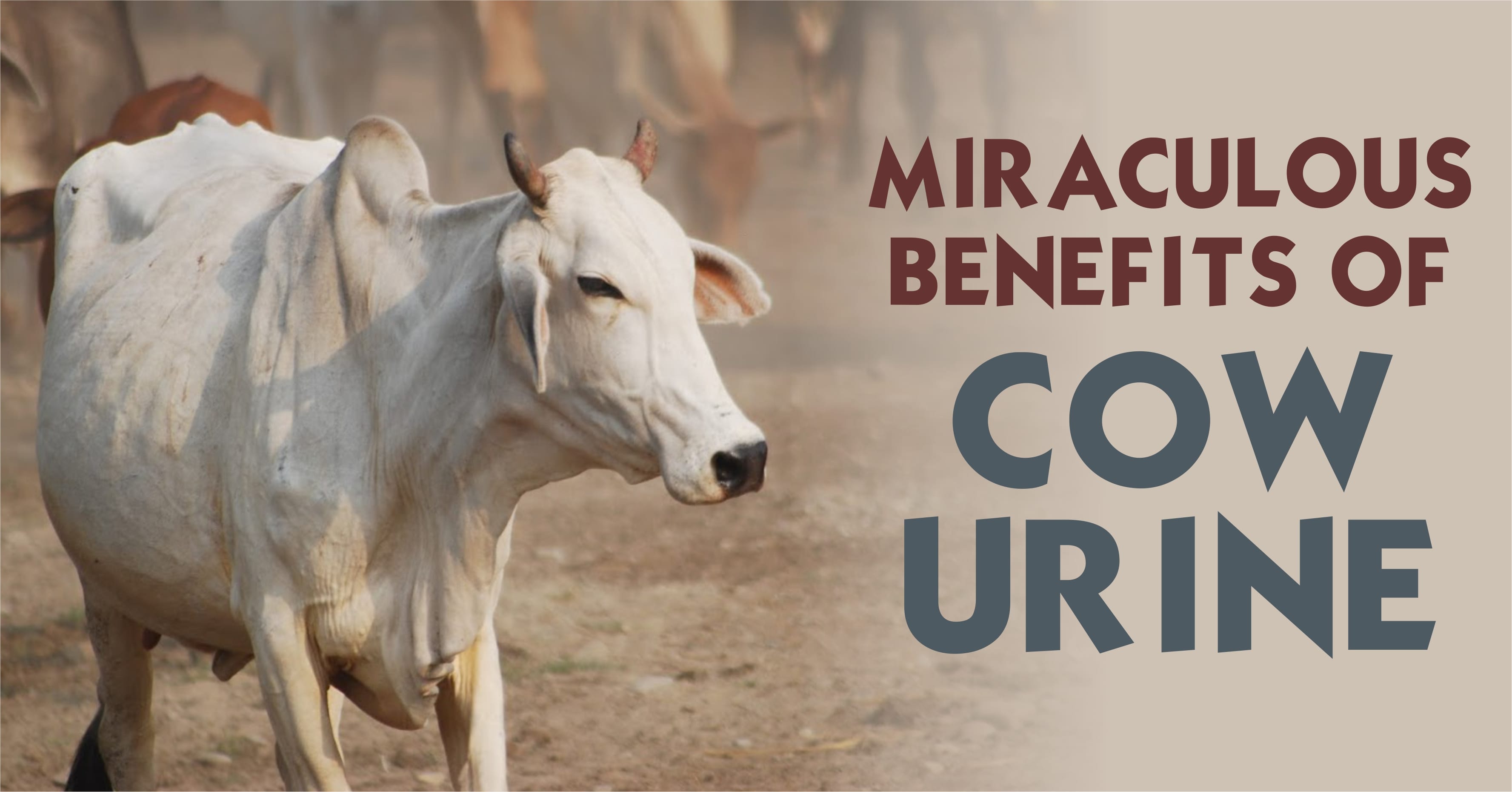 cow-urine-is-effective-in-ayurveda