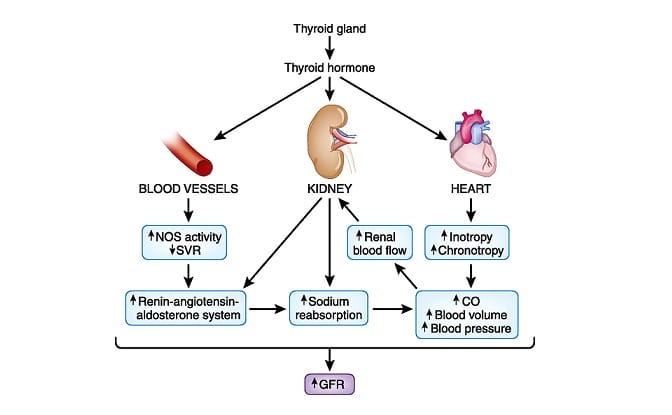 hypothyroidism-kidney-disease-heart-disease